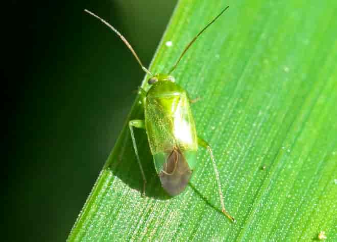 昆虫図鑑・コアオカスミカメ